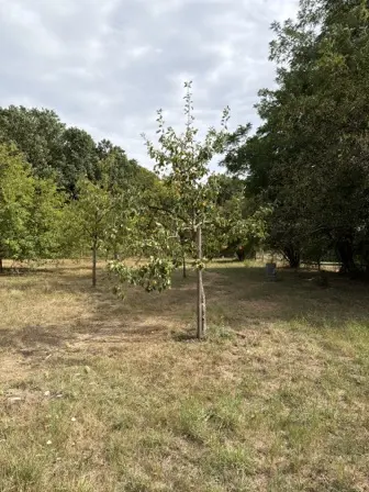 Foto treephoto-s3dgxvt25kc3lx7awbvo309j.jpeg