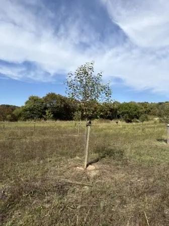 Foto treephoto-usckwjsmm78lg1n6hxwyhalv.jpeg