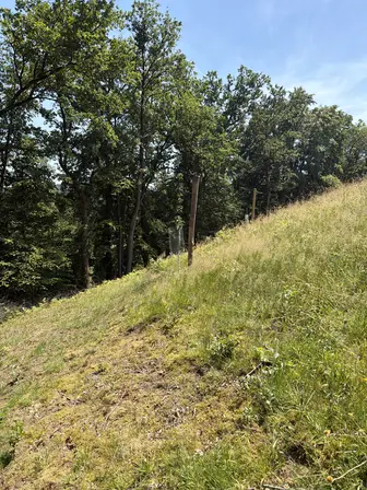 Foto treephoto-fl65bzubx33f9tziqy1bcul6.jpeg