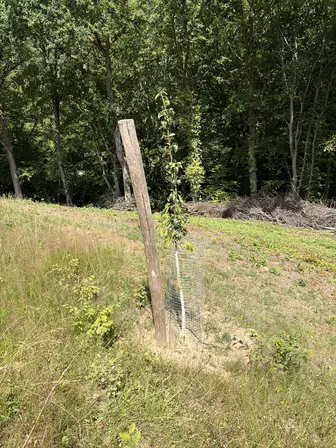 Foto treephoto-u1oowdr4yfdwnsy6bhyxwjd6.jpeg