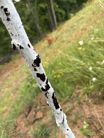 Foto treephoto-uvqx3r5o7559huozay93b18j.jpeg
