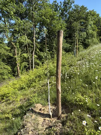 Foto treephoto-wmibwr7zksmgd45c0axx165s.jpeg