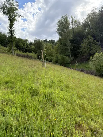 Foto treephoto-f2e7rlp2jexqj7byjl7mv2w3.jpeg