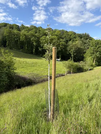 Foto treephoto-gin8q35jm0w886me0epcqk2x.jpeg