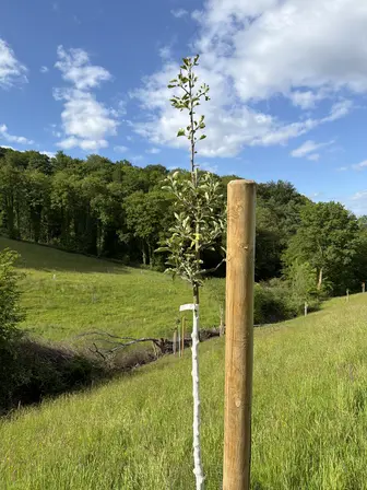 Foto treephoto-i50fijzbix6syy5yq9ny0864.jpeg
