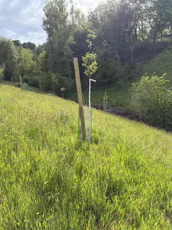 Foto treephoto-llcfv5ek91tixugw1gabq893.jpeg