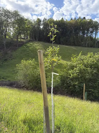 Foto treephoto-n5hsyjtql6kk44ejbh0e6emc.jpeg