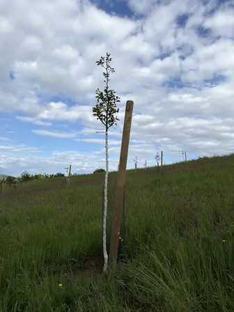 Foto treephoto-n7lnle66hdwyzlnwbd49jrs2.jpeg