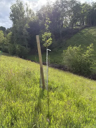 Foto treephoto-oxlvr64lh6mmnqjtnjapgah8.jpeg