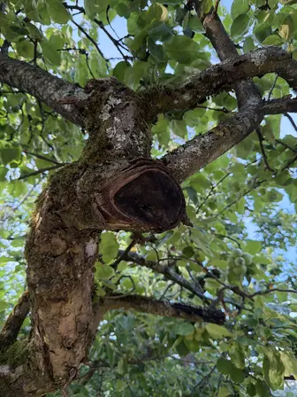 Foto treephoto-cx2xkowmuhlmhdjcqrs81fum.jpeg