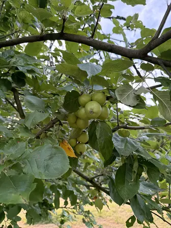 Foto treephoto-hbsdl6ucnbcmippgy5x22iyp.jpeg