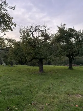 Foto treephoto-o6hcdlarheaehwm9z6mshwic.jpeg