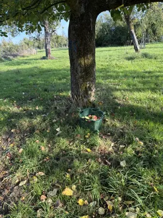 Foto treephoto-qgbyufj8ncu66uosx5340nwj.jpeg