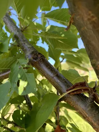 Foto treephoto-ap7itsi8b9gokb4dyup33xoa.jpeg