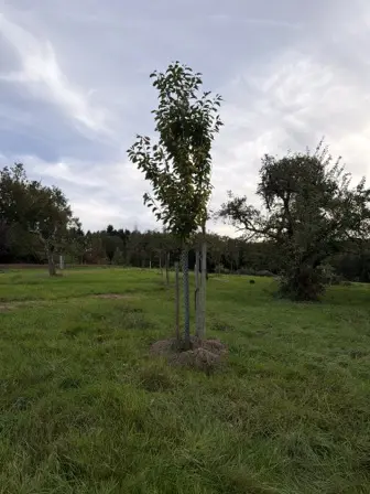 Foto treephoto-g5bslrmvlccsv7twk4fauwza.jpeg