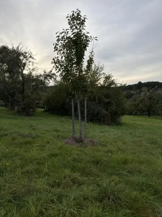 Foto treephoto-jrobg0p8aaxgz27wvwyr9or0.jpeg