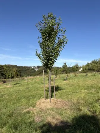 Foto treephoto-nzhezpzai3fk9ok3vbe1jnpo.jpeg