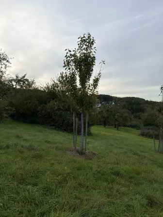 Foto treephoto-oe7i35oyoaktx1autsnr85c0.jpeg