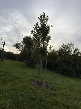 Foto treephoto-zeorbbrmx5wy9oranvbzpigo.jpeg