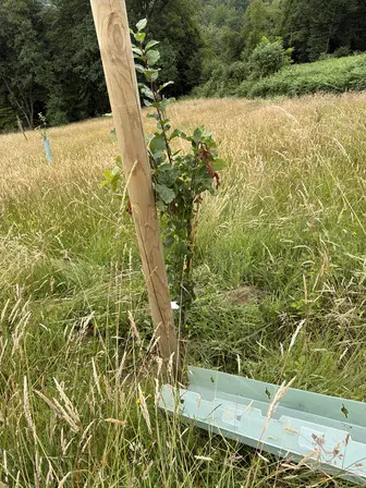 Foto treephoto-dyr95w1yuac1eds29ivmgk4d.jpeg