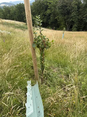 Foto treephoto-lfzsyu94n2231go7ajiiu3l1.jpeg