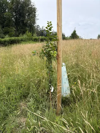 Foto treephoto-osdh9p0qfxujkwavbra5srxf.jpeg