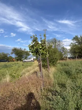 Foto treephoto-deitqar5c8moxc9mhga6r4xm.jpeg