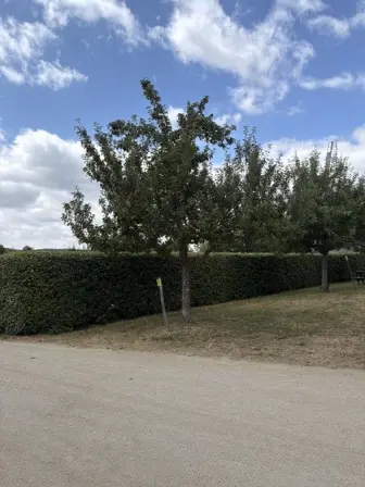 Foto treephoto-b8jr0ux8hpba6azmsbpg1e1i.jpeg