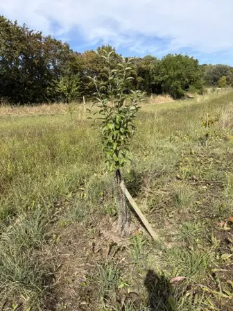 Foto treephoto-k3ptytyqbwg5b9crvj3qz895.jpeg