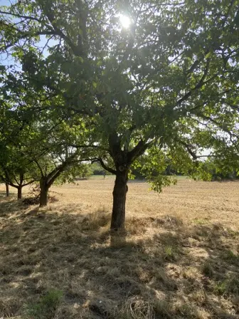 Foto treephoto-izreoojh5okfsk3vlv3k92u6.jpeg