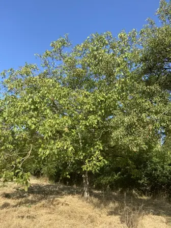 Foto treephoto-wfhi307nyehoutnin45s6yic.jpeg