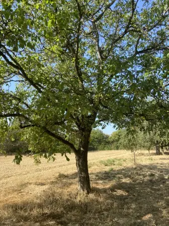 Foto treephoto-whbxfp1agjs08p34yyn6tdiy.jpeg