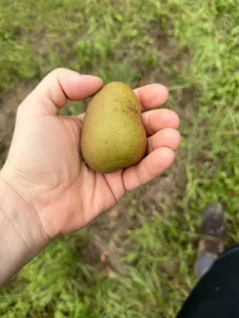 Foto treephoto-e6lvgpmllxg9erb6ya4ex5ye.jpeg