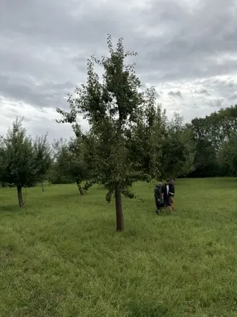 Foto treephoto-s3tq8vsgtprijia3axj39i3d.jpeg