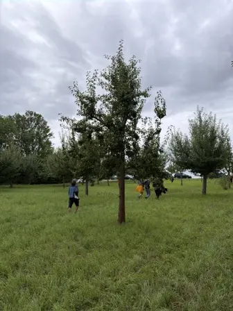 Foto treephoto-xcpk2b0h86nqy3pyi2w1l7hp.jpeg