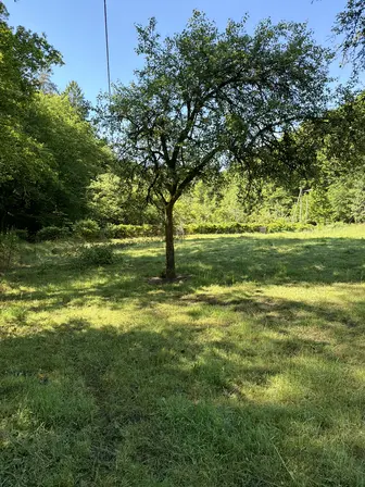 Foto treephoto-a1mker3seui1x7s5sfjri6x3.jpeg
