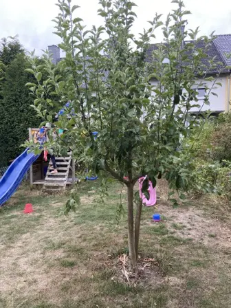 Foto treephoto-c7rnvt0mpxyaxht98t6oasyl.jpeg