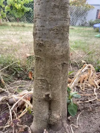 Foto treephoto-dy7kpezudvrarevdrjk6oubv.jpeg