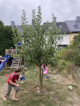 Foto treephoto-yrazywv6o5258ywqq695skm6.jpeg