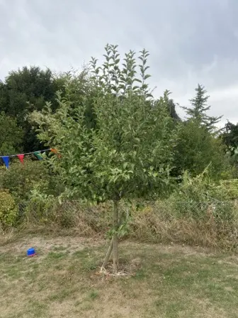 Foto treephoto-zv5fnnyw0btfxms9lmhu007t.jpeg