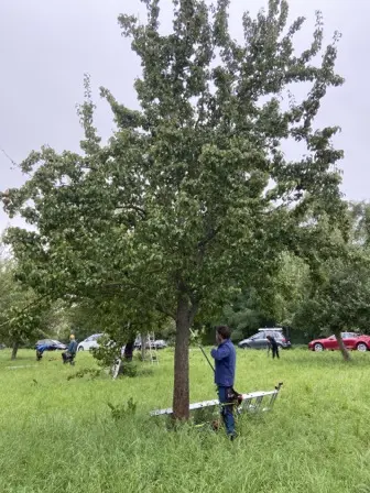 Foto treephoto-wlsd22ompdkjq789zhv12n6z.jpeg