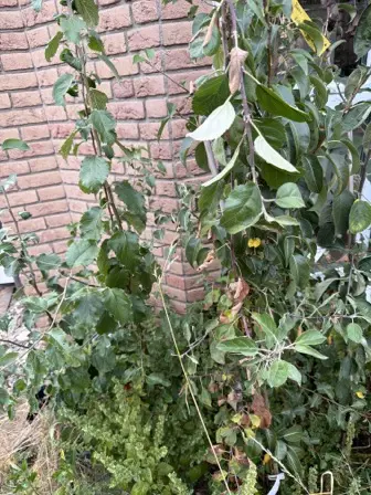 Foto treephoto-b1yw0y9flbehcem0fta1u2lt.jpeg