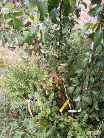 Foto treephoto-zbc483f2oaehbj8tzafikam6.jpeg