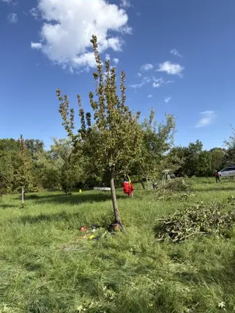 Foto treephoto-h1z6pgq724jg961hsm8bv3gj.jpeg