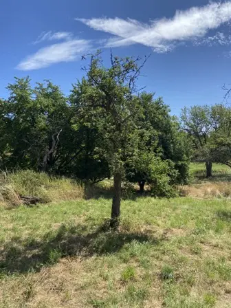 Foto treephoto-dukn5j3w9otspgd6kjhye6yy.jpeg