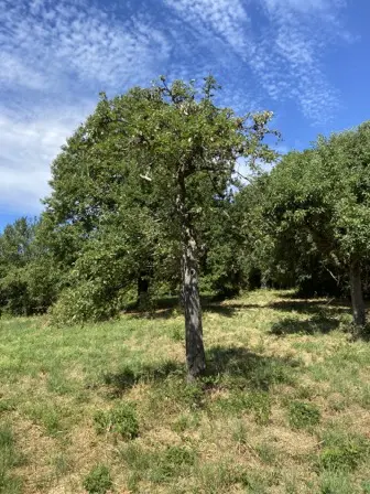 Foto treephoto-o9zj3xsz212qdaz42v03ukvy.jpeg
