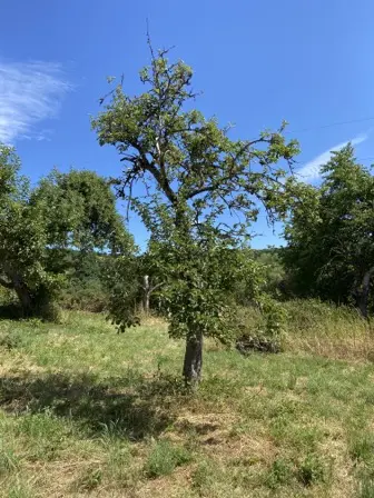 Foto treephoto-sp3muo8gq4id6xk7hcg4obmi.jpeg
