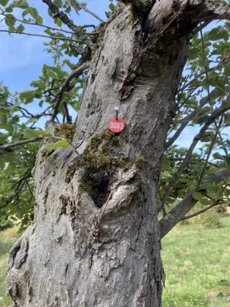 Foto treephoto-xjgfmz65sxd0n890ptu9twlt.jpeg