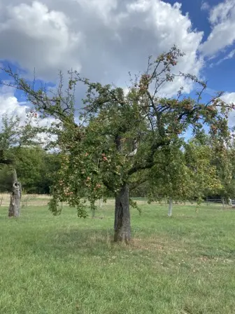 Foto treephoto-fo1dg5rk1sbnpsseh3jyw1pp.jpeg