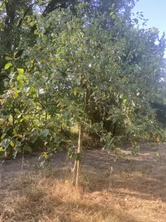 Foto treephoto-cpphgehv4iy5z0dehox52pdq.jpeg
